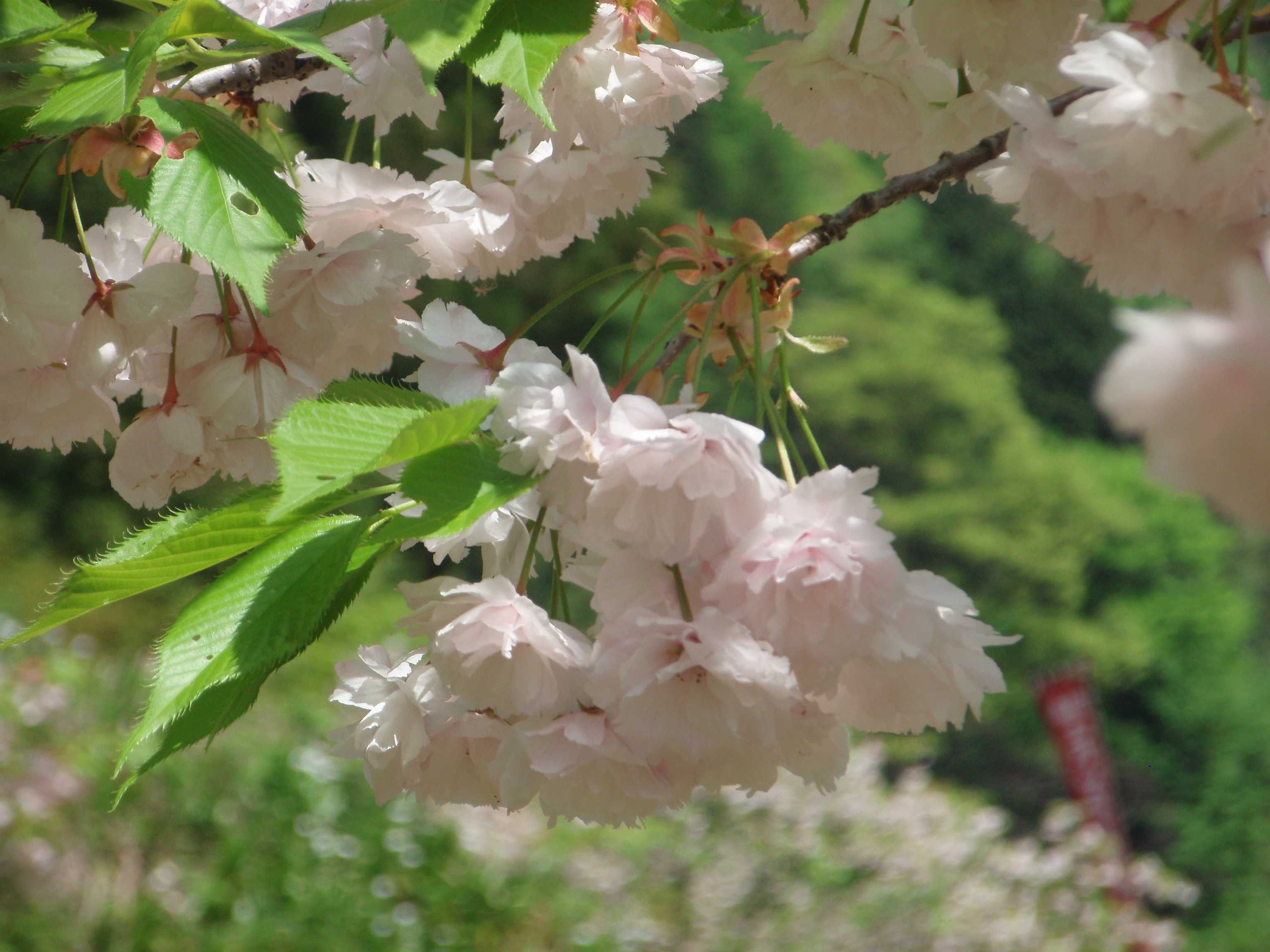 三川山桜.JPG