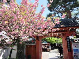京都桜.JPG