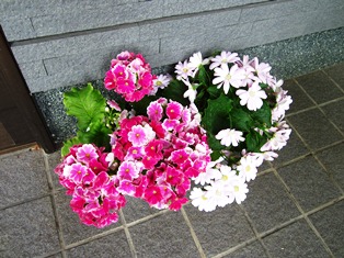 家の花.JPG