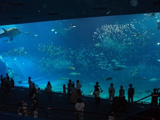 美ら海水族館.JPG