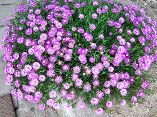 purple flower.JPG
