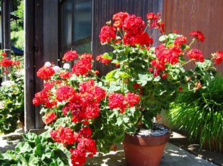 red flowers 2.JPG