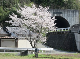 sakura (2).JPG