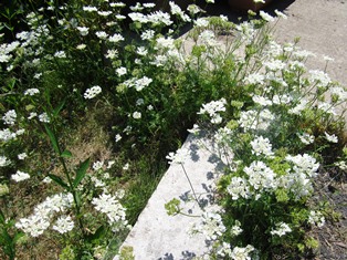 white flowers.JPG