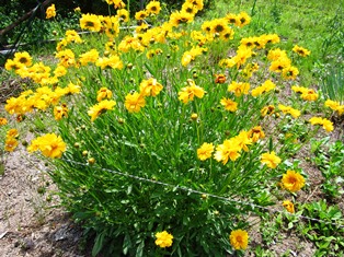 yellow flower.JPG