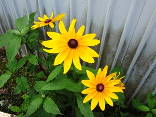 yellow flowers.JPG