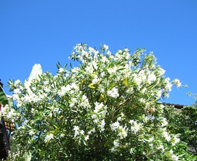 flower & sky.JPG