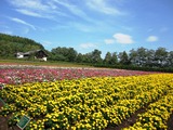 富良野２.JPG