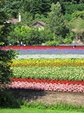 富良野４.JPG