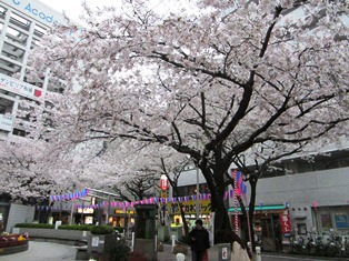 桜板橋.JPG
