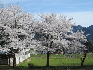 桜２.JPG
