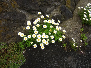 野辺の花.JPG
